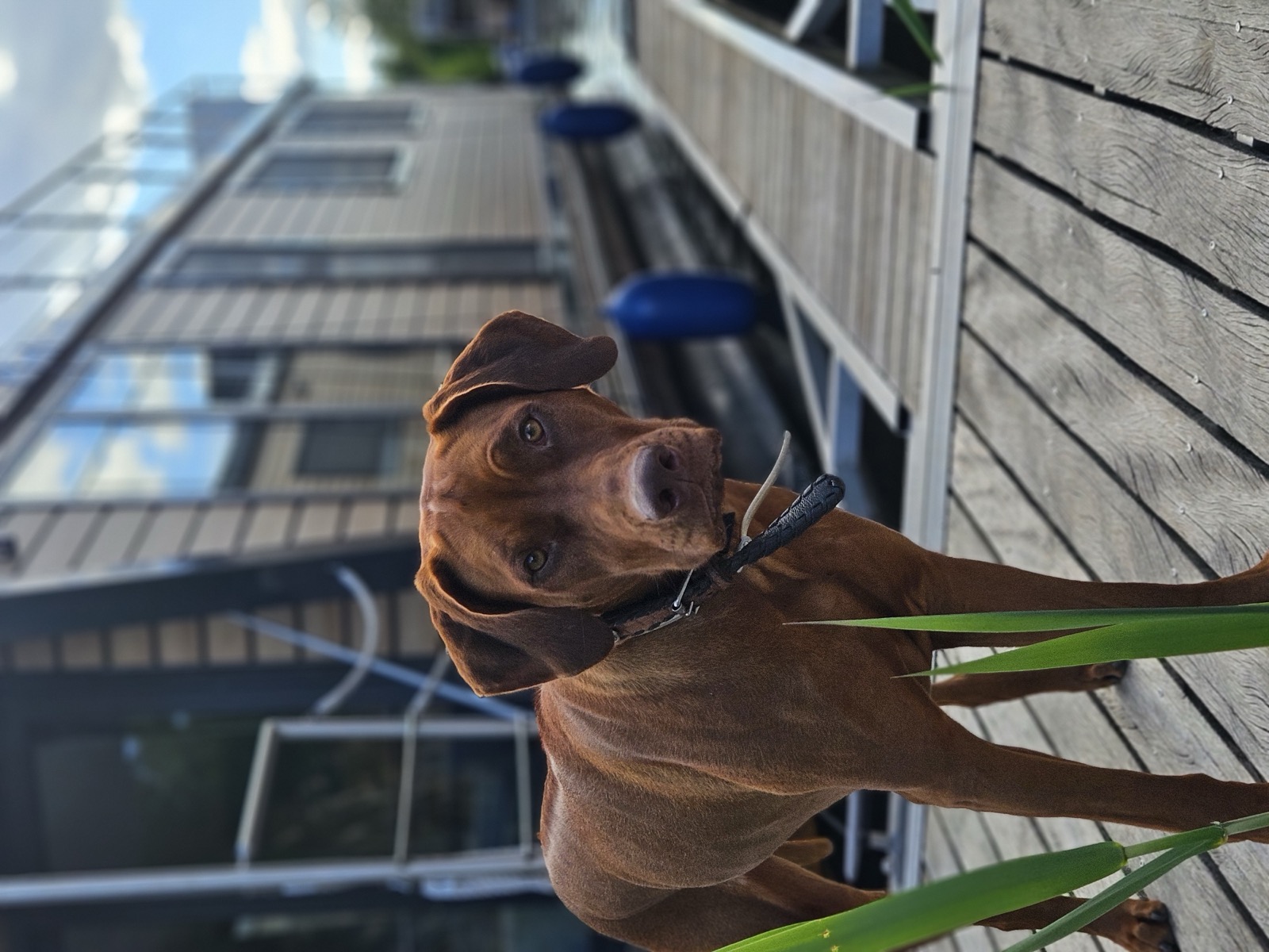 Hausbooturlaub mit Hund