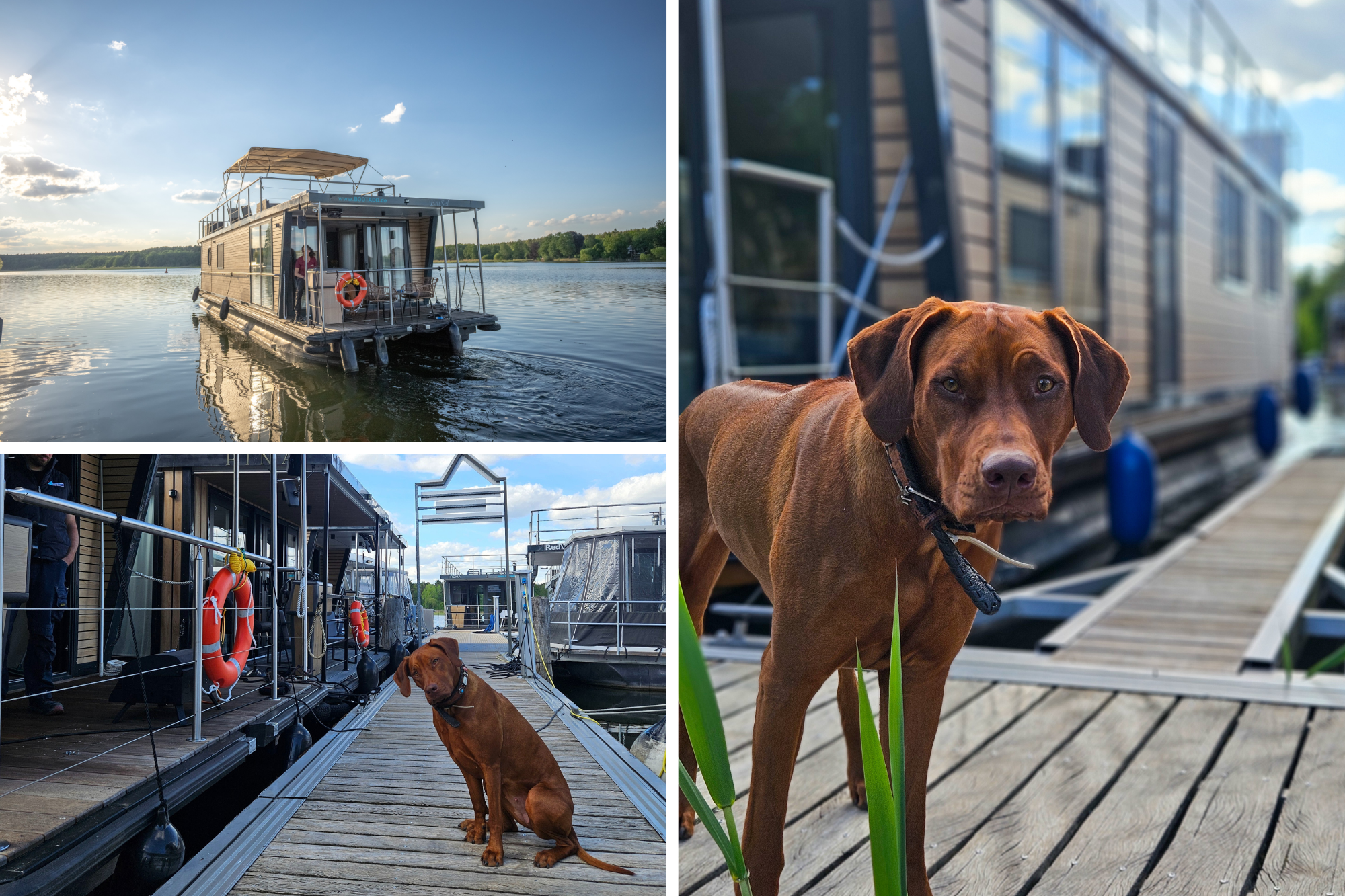 Hausboot mit Hund.png