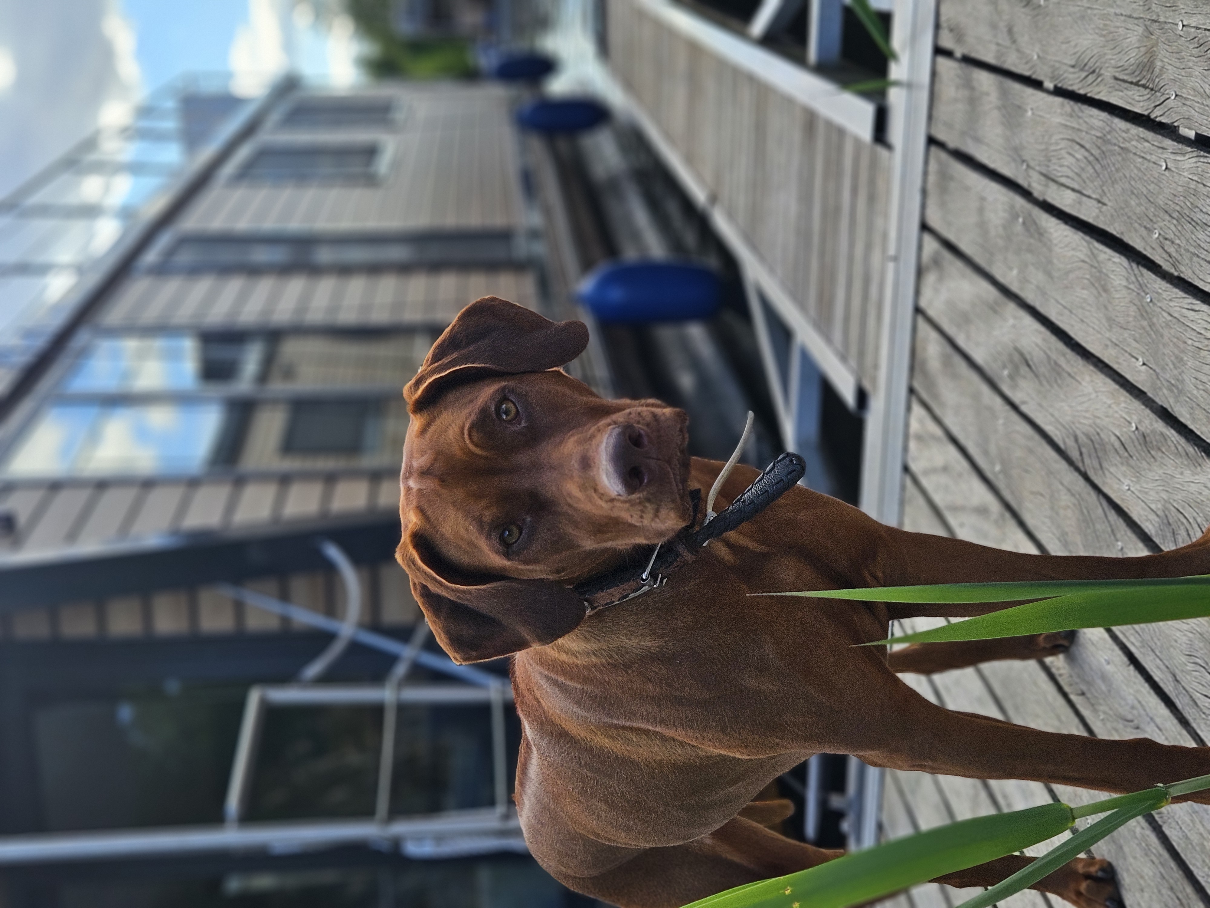 Hausbooturlaub mit Hund